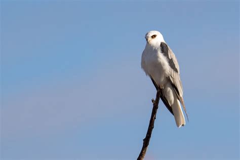 White-tailed Kite | Audubon Field Guide