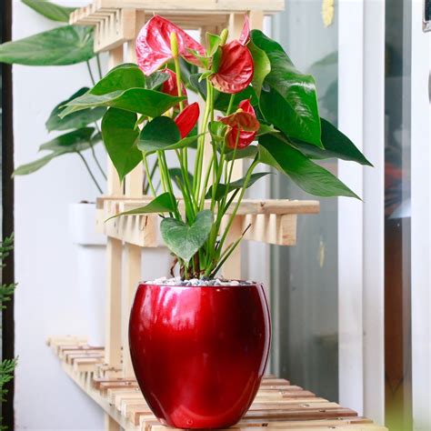 Chậu cây Hồng Môn Đỏ (Red Anthurium) là cây phong thủy đặc biệt mang ...