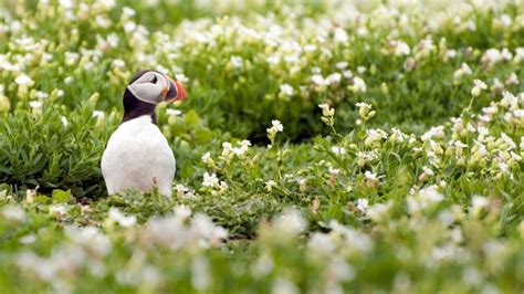 BBC - Earth - Puffins make early start in race to breed