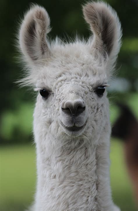 Llama Face Drawing at GetDrawings | Free download