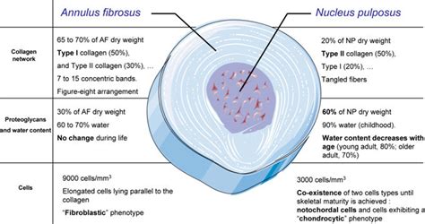 Characteristics of Annulus fibrosus (AF) and Nucleus pulposus (NP ...