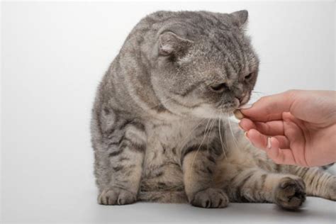 Dexamethasone for Cats - Uses, Dosage and Side Effects