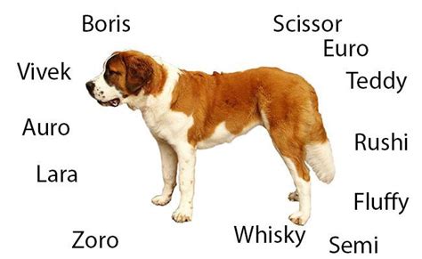 Saint Bernard - Complete Dog Breed Information - Petmoo