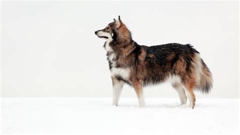 Utonagan Dog Breed Information & Characteristics