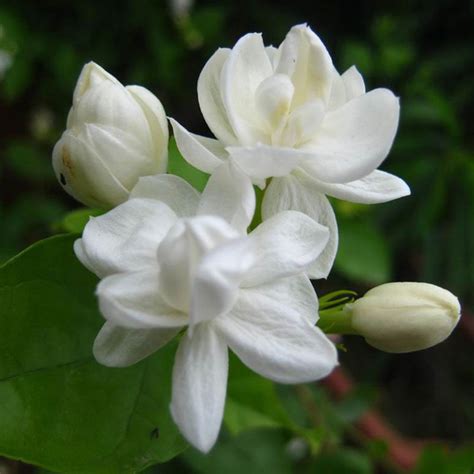 100Pcs Jasmine Flower Seeds Fragrant Home Plant Seed Wedding Decor - Tanga