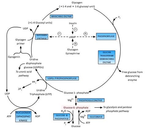 Glucose 6 Phosphate : Central to Glucose Metabolism | Epomedicine