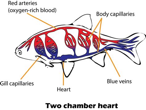 Fish Heart Chamber - Hearts And The Heartless In The Animal Kingdom ...