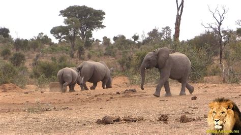 Rhino vs Baby Elephant And A Hippo Looks On. Must Watch Till End - YouTube