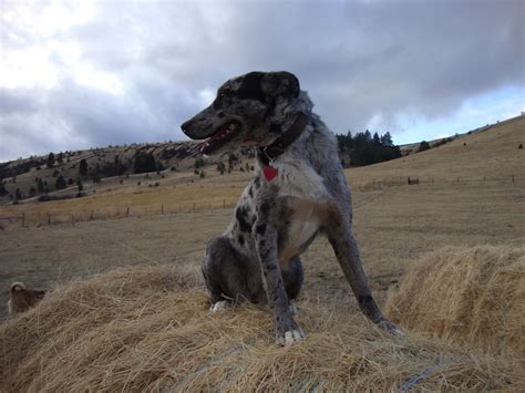 ROCKING HORSE RANCH - My Dogs | Beautiful dogs, Dogs, Cattle dog