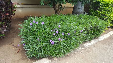 Ruellia simplex C.Wright | Plants of the World Online | Kew Science