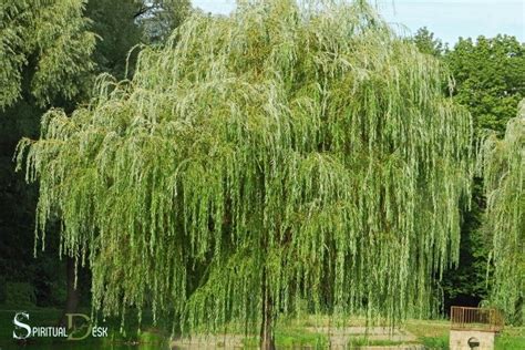 What Is The Spiritual Meaning Of A Willow Tree? Flexibility