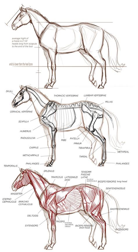 Horse Art Drawing, Horse Sketch, Horse Drawings, Horse Painting, Art ...