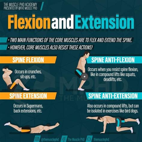 💥 Spine flexion and extension exercises are probably the most common ...