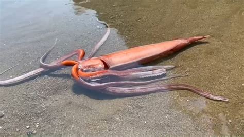 Living Giant Squid Makes a Rare Appearance on Japan's Shores - Nerdist