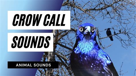 Crow Call Sounds - how a crow call - crow call / crow sounds / crow ...