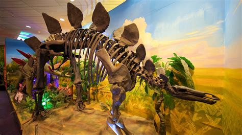 National Dinosaur Museum in Nicholls | Expedia.co.in