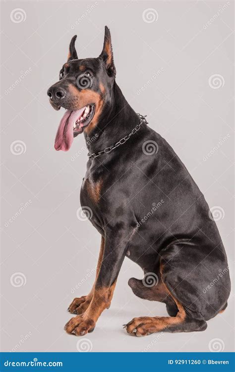 Muscular Champion Doberman Dog Looking at Camera Stock Photo - Image of ...