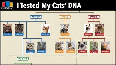 I Tested My Cats' DNA using BasePaws | Family Tree of Cat Breeds - YouTube