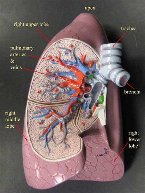 right lung model | Basic anatomy and physiology, Human anatomy and ...