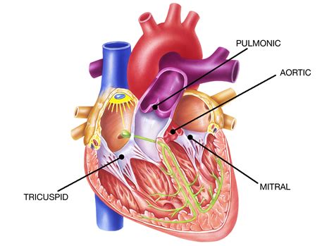 A New Chapter in Heart Care: Modern Approaches to Treating Valve ...