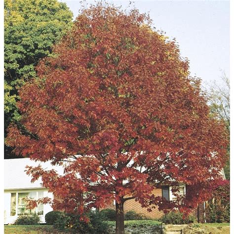 12.07-Gallon Northern Red Oak Shade in Pot (With Soil) (L4574) in the ...