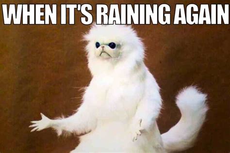 35 Funny Rain Memes To Shower You With Chuckles