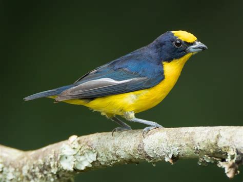 Thick-billed Euphonia - eBird