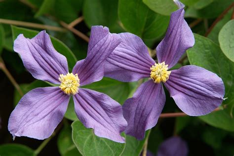 Clematis x durandii - gardenersworld.com