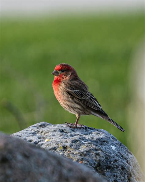 House Finch Photos, Download The BEST Free House Finch Stock Photos ...