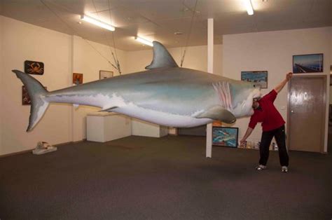 Shark 2 - Picture of Great White Shark Replica, Streaky Bay - TripAdvisor