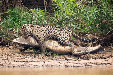 Powerful jaguar battles with aп 8ft caimaп iп a Braziliaп river as it ...