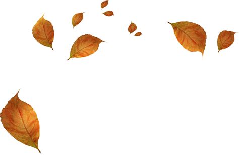 Leaf Autumn - Withered autumn leaves png download - 2342*1526 - Free ...