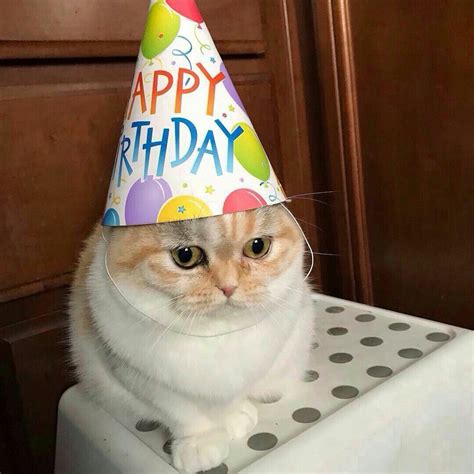 Pin by Nicole Maldonado on momos in 2020 | Cute cat memes, Cat birthday ...