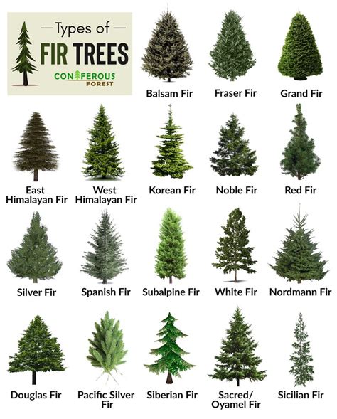 Fir Tree Facts, Types, Identification, Diseases, Pictures | Types of ...