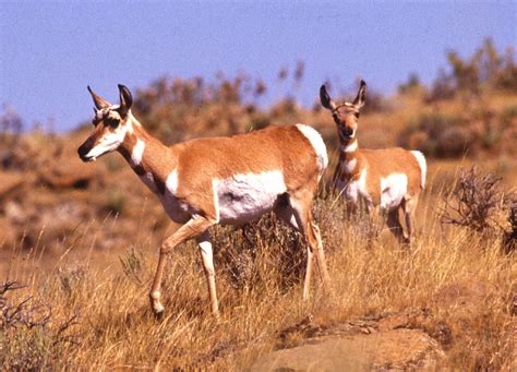 Antelope