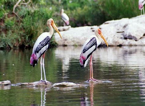 Top 15 Bird Sanctuaries in India | Wildlife Holidays in India