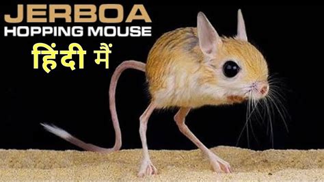 Baluchistan Pygmy Jerboa - Ek Anokhi Prajati || Desert's Hopping Mouse ...