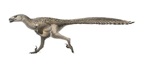 Dromaeosaurus | Land Before Time Wiki | FANDOM powered by Wikia