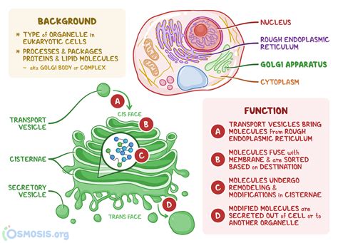 Golgi Apparatus: What Is It, Location, Functions, and More | Osmosis