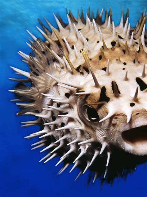 Pufferfish Wallpapers Top Free Pufferfish Backgrounds, 59% OFF