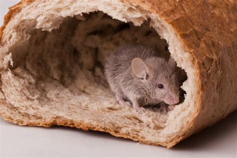 The Best Foods to Give Your Pet Mice » Petsoid