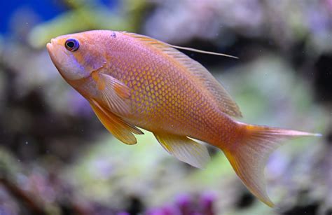 Pseudanthias squamipinnis male | Aquariumopname. Tank pictur… | Flickr