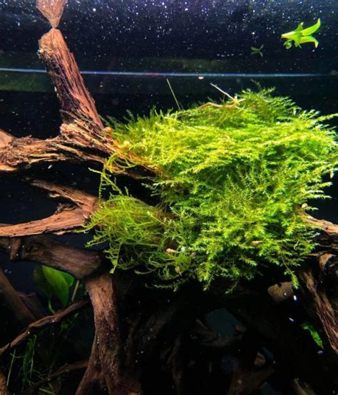 The Best Low Light Aquarium Plants 2020 | Reviews By The Aqua Guru