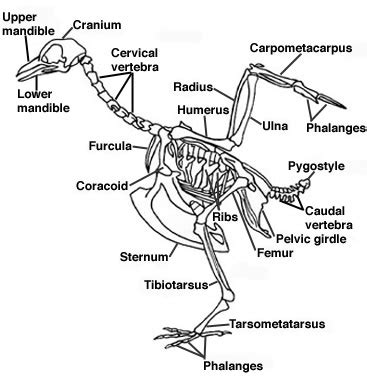 Bird Skeleton