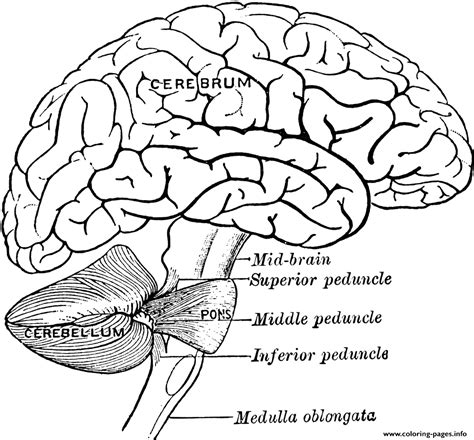 Cerebrum Brain Anatomy Coloring page Printable