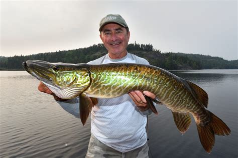 How to identify the rare and beautiful tiger muskie • Outdoor Canada