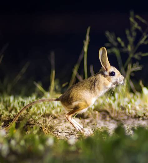 15 Joyful Jerboa Facts - Fact Animal