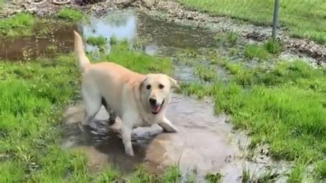 Dog with cerebellar hypoplasia enjoys puddle in viral video. His pure ...