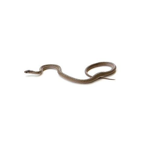 Brown Snake Identification, Habits & Behavior | Active Pest Control ...