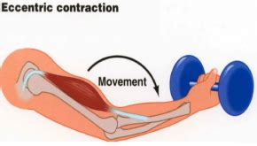 What is Eccentric Contraction